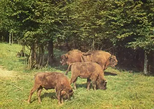 Romania Hateg Rezervatia naturala de zimbri