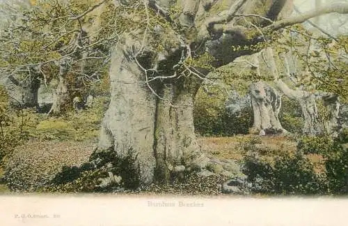 United Kingdom England Burnham Beeches