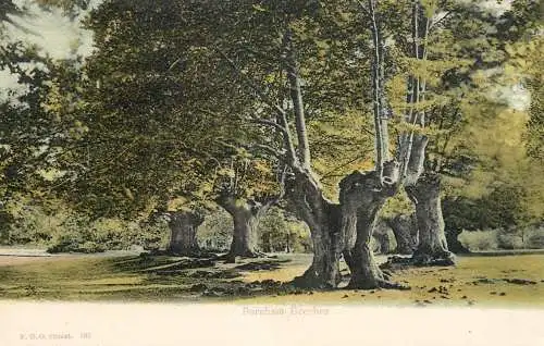United Kingdom England Burnham Beeches
