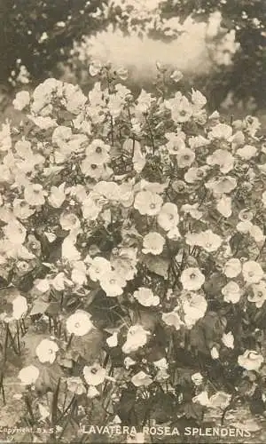 Flower postcard Lavatera Rosea Splendens