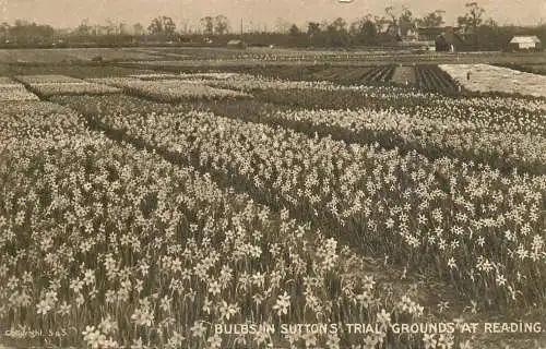 Flower postcard bulbs in Sutton's trial grounds at Reading
