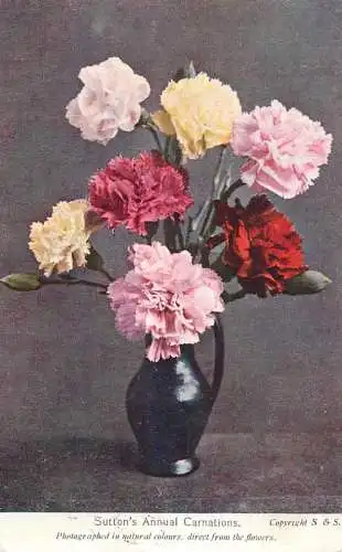 Flower postcard Sutton's annual carnations