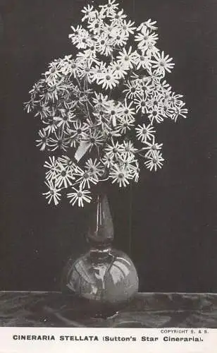 Flower postcard Cineraria Stellata Sutton's star cineraria
