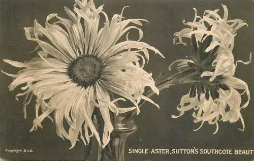 United Kingdom England Sutton's Southcote beauty Single aster flower