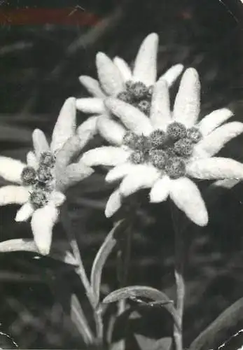 Edelweiss mountain flora
