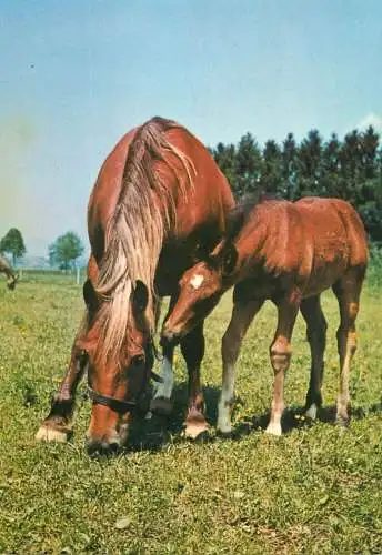 Animal types horse mare with foal