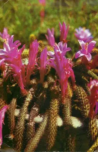 Cactus flower types