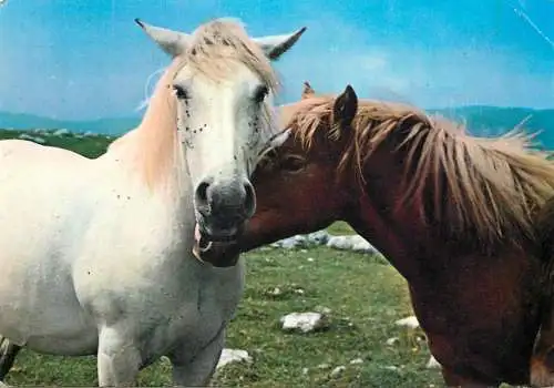 Animal types horses photo