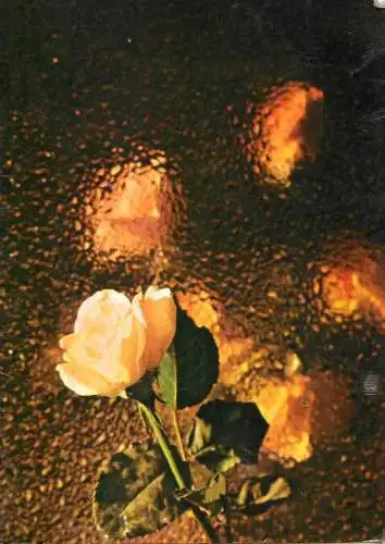 White Rose image
