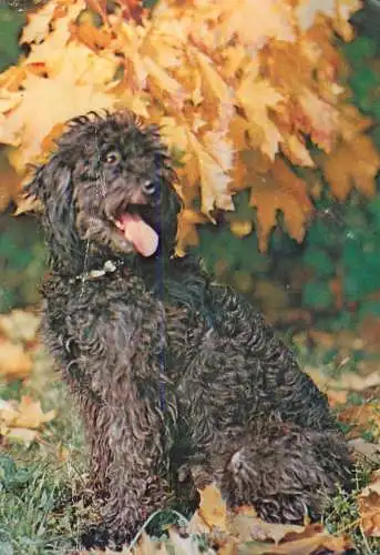 Poodle dog breed photo