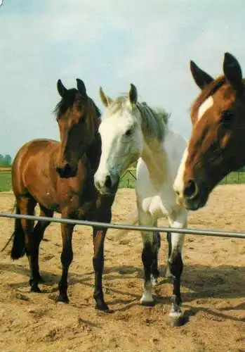 Horses animals types photo