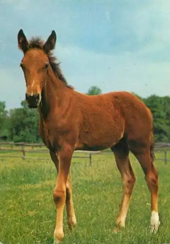 Horse animals types