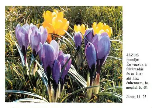 Crocus flowers & biblical quote