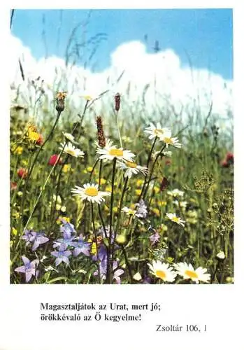 Colourful flower field biblical quote