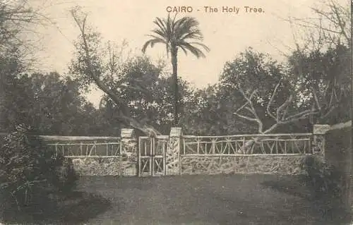 Egypt Cairo the Holy tree