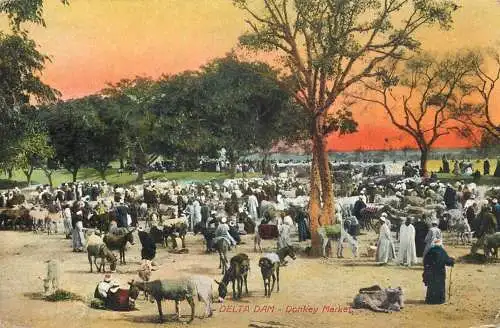 Egypt Delta Dam donkey market