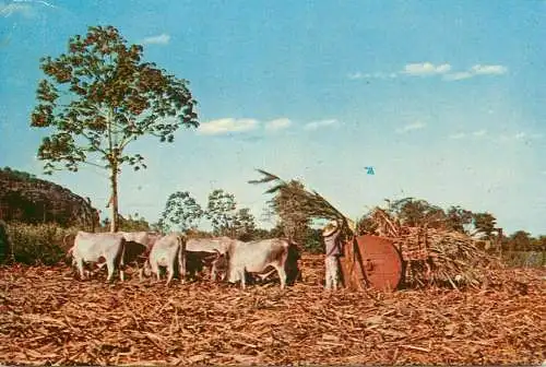 Minas sugarcane harvest agricultural types and scenes