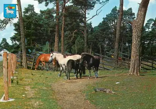 Sweden Gotland "Skogsbaggar" fran Stall Sellin horses photo