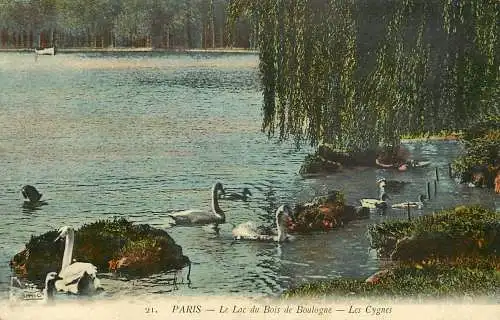 France Paris Lac du Bois de Boulogne - les cygnes