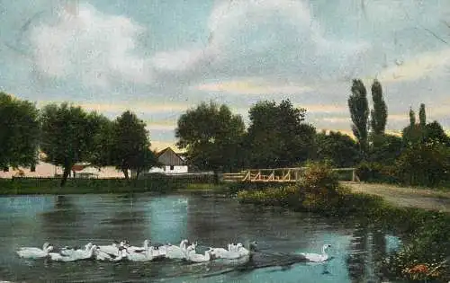 Germany lake landscape and ducks
