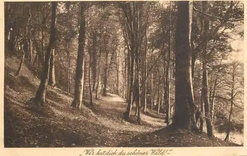 Germany forest scene