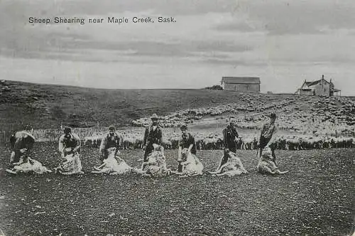 Sheep shearing Maple Creek