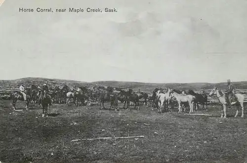 Canada Saskatchewan Horse Coral near Maple Creek