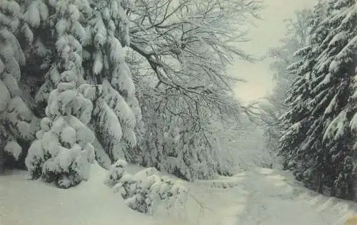 Germany der Wald im winter