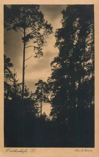 Germany Dr. A. Sauer Stimmungsbilder Hessen Zwingenberg Waldesduft