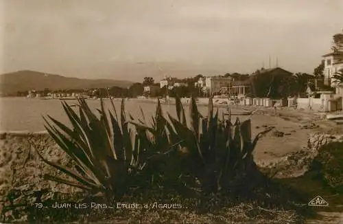 France Juan les Pins etude d'Agaves