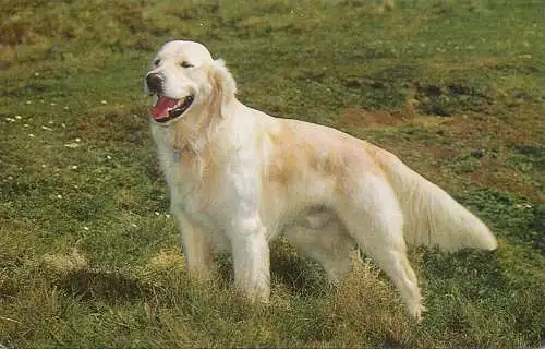 Animal postcard dog golden retriever