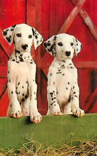 Animal postcard dog dalmatian puppies