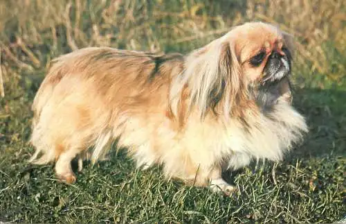 Animal postcard dog St. Ives Huntingdon 1987