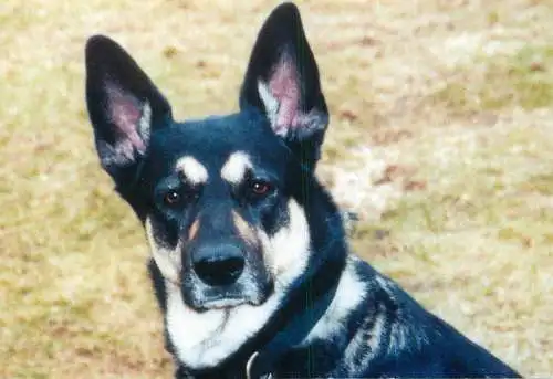 Animal postcard dog NSAL/PDSA foundation