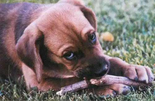Animal postcard dog NSAL/PDSA foundation