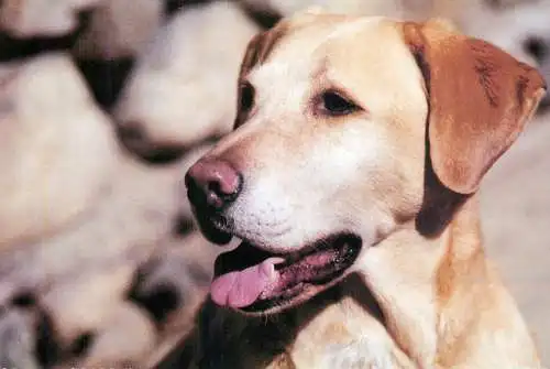 Animal postcard dog NSAL/PDSA foundation