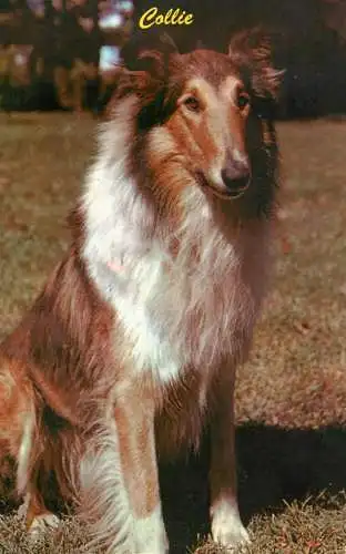 Animal postcard dog collie Lassie