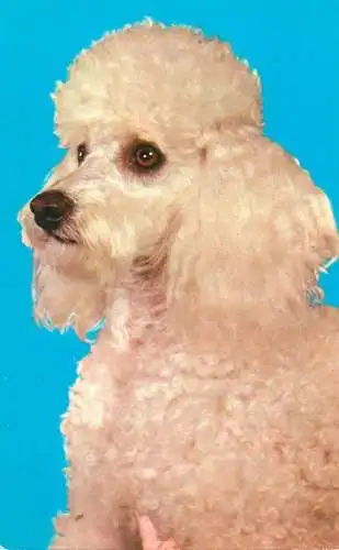 Animal postcard dog coiffure