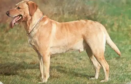 Animal postcard dog golden retriever