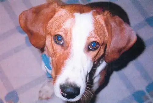 Animal postcard dog NSAL/PDSA foundation