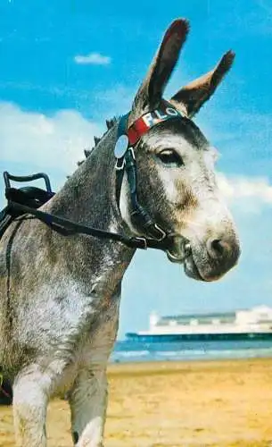 Animal postcard donkey