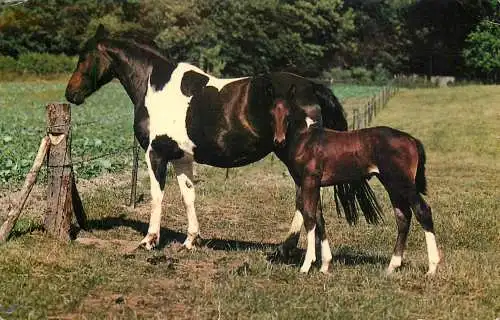 Animal postcard horses ponies