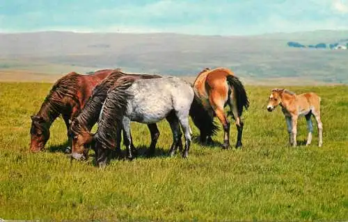 Animal postcard horses ponies