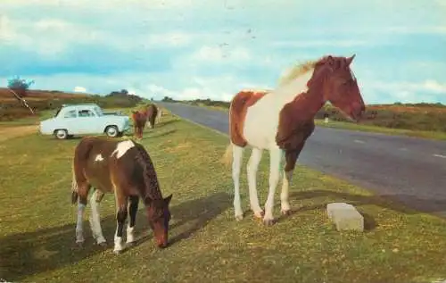 Animal postcard horses poneys