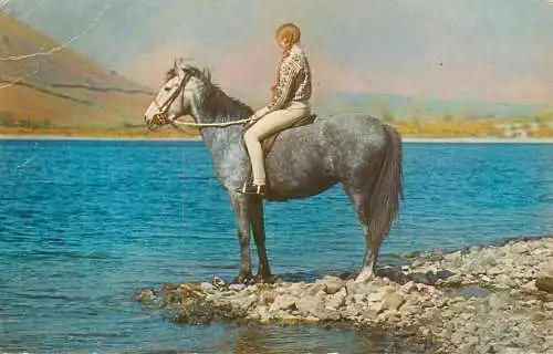 Animal postcard horse 1987