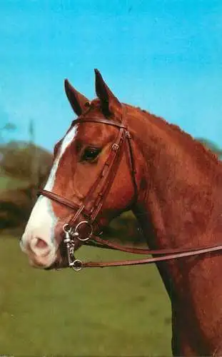 Animal postcard horse