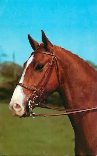 Animal postcard horse