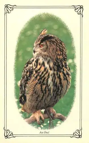 Animal postcard birds an owl
