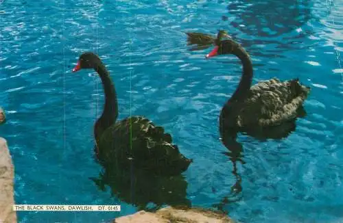Animal postcard birds black swans Dawlish