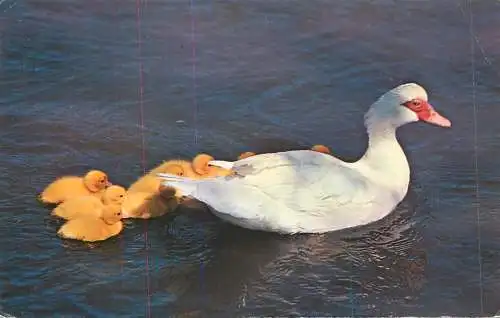 Animal postcard birds ducks on a pond